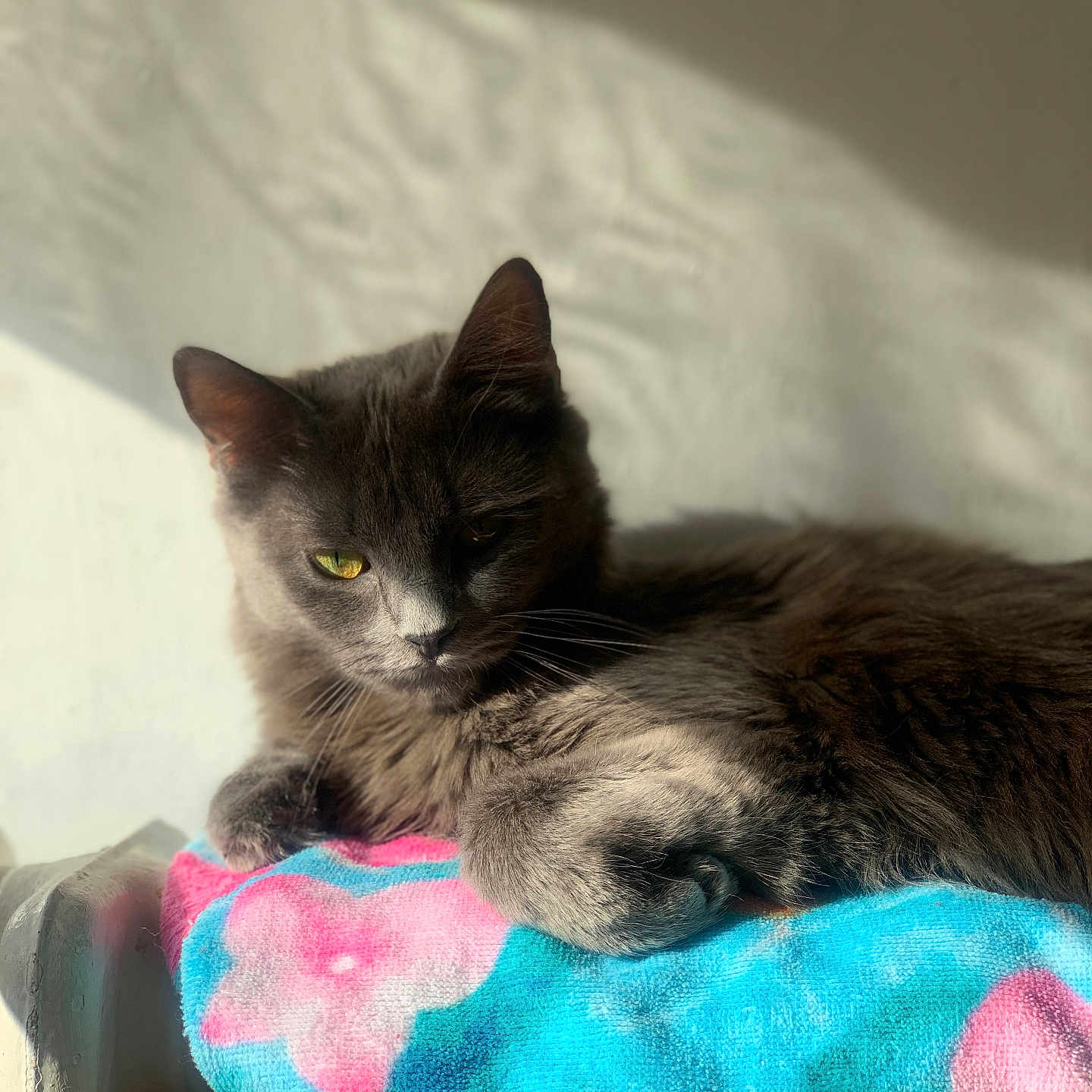 Navi