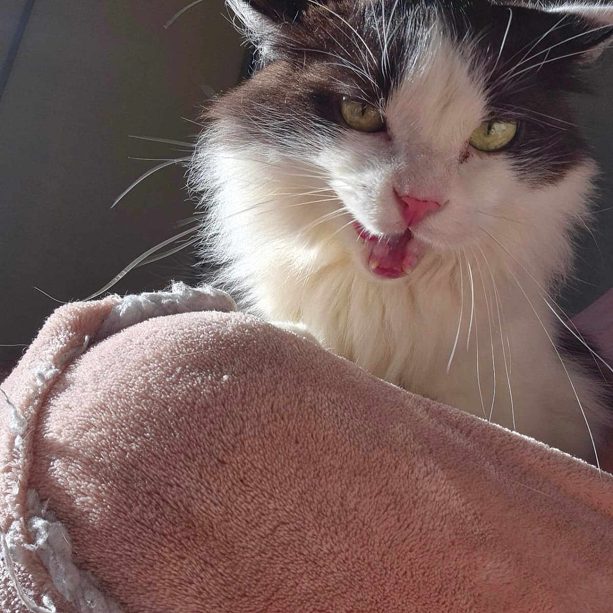 Oni participe au concours pour gagner de l'argent avec cette photo : animal, black_and_white, cat, closeup, cozy, domestic_cat, expressive, feline, fur, green_eyes, indoors, mouth_open, pet, pink_blanket, portrait, relaxed, soft, sunlight, texture, whiskers