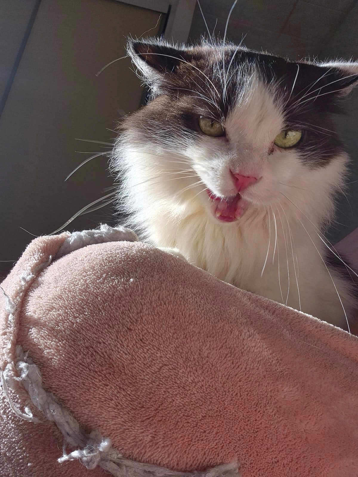 Oni participe au concours pour gagner de l'argent avec cette photo : cat, feline, pet, animal, whiskers, fur, pink_blanket, texture, indoors, sunlight, closeup, portrait, expressive, green_eyes, black_and_white, mouth_open, cozy, soft, relaxed, domestic_cat