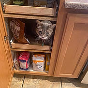 Bradley joined the competition — help win amazing prizes! cat, kitchen, cabinet, drawer, snacks, sugar, floor, wood, tile, curious, pet, indoor, container, bag, food, storage, feline, home, hidden, peek