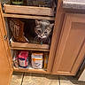 cat, kitchen, cabinet, drawer, snacks, sugar, floor, wood, tile, curious, pet, indoor, container, bag, food, storage, feline, home, hidden, peek