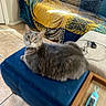 Bradley joined the competition — help win amazing prizes! cat, gray_cat, green_eyes, pet, furniture, blue_ottoman, blanket, patterned_blanket, couch, remote_control, wooden_tray, indoor, home, floor_tiles, curious, lounging, cozy, domestic, animal, resting
