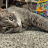 Bradley joined the competition — help win amazing prizes! cat, gray_tabby, green_eyes, carpet, indoor, relaxed, pet, feline, household, shoes, colorful, whiskers, laying_down, close_up, fur, domestic_animal, cute, quiet, floor, resting