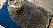 Bradley joined the competition — help win amazing prizes! cat, gray_cat, green_eyes, pet, animal, feline, indoor, cushion, blue_cushion, tile_floor, looking_up, fur, whiskers, ears, home, cozy, curious, mischievous, domestic_cat, resting