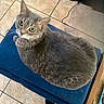 cat, gray_cat, green_eyes, pet, animal, feline, indoor, cushion, blue_cushion, tile_floor, looking_up, fur, whiskers, ears, home, cozy, curious, mischievous, domestic_cat, resting