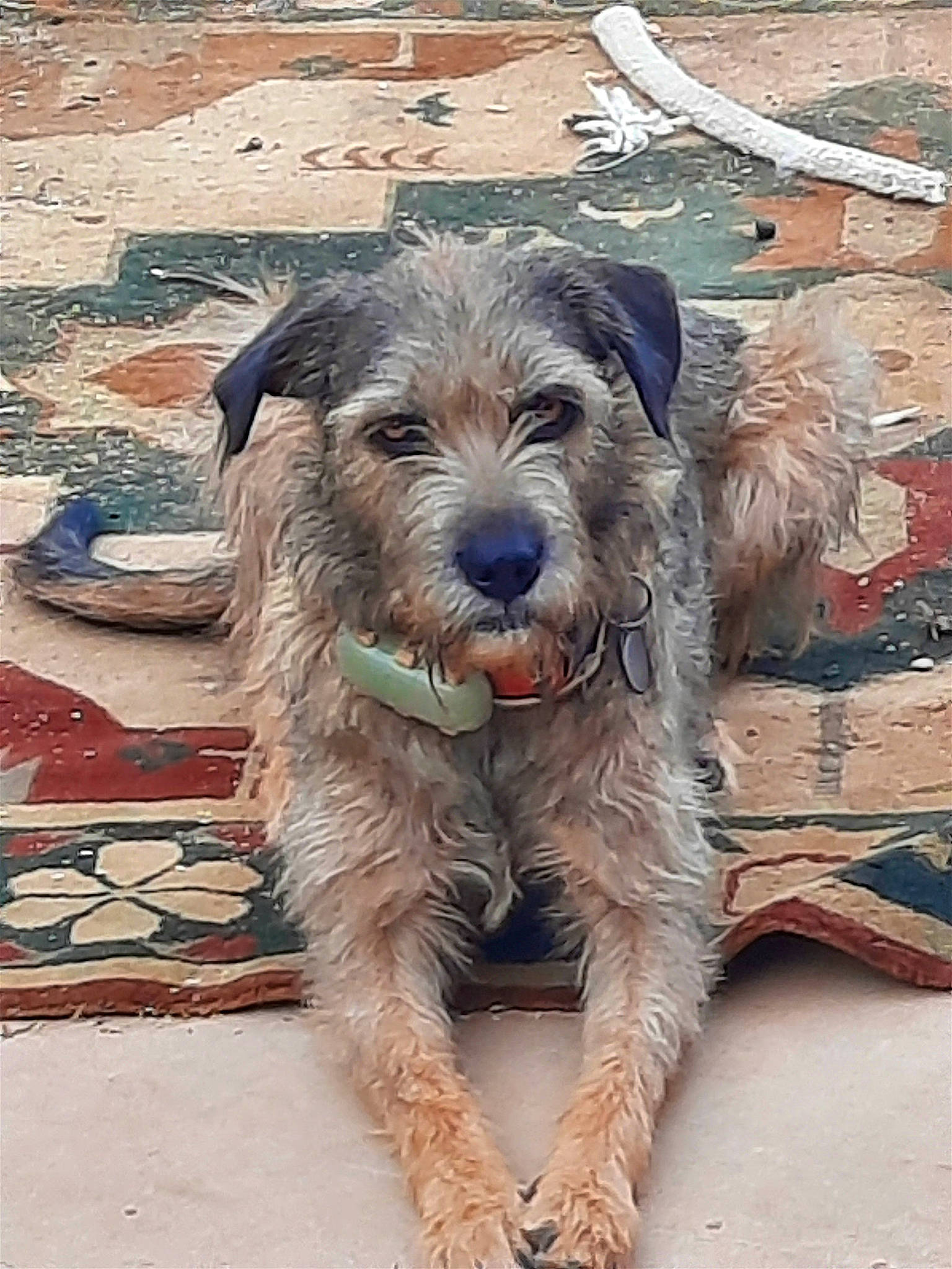 Hawlea is registered to the contest to win money with this photo: canidae, carnivore, companion_dog, dog, dog_breed, fur, schnauzer, small_terrier, snout, sporting_group, standard_schnauzer, terrestrial_animal, terrier, working_animal, working_terrier