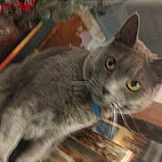Titane participe au concours pour gagner de l'argent avec cette photo : cat, gray_cat, indoor, pet, collar, yellow_eyes, feline, animal, curious, whiskers, fur, domestic_cat, closeup, portrait, household, looking_at_camera, mammal, cute, companion, furniture