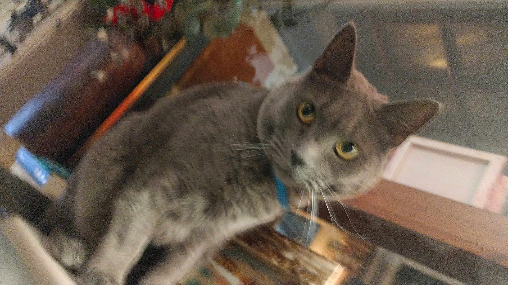 Titane participe au concours pour gagner de l'argent avec cette photo : cat, gray_cat, indoor, pet, collar, yellow_eyes, feline, animal, curious, whiskers, fur, domestic_cat, closeup, portrait, household, looking_at_camera, mammal, cute, companion, furniture