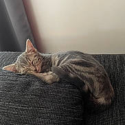 Loony participe au concours pour gagner de l'argent avec cette photo : cat, tabby_cat, sleeping, couch, furniture, indoor, pet, cozy, resting, fur, whiskers, ears, tail, relaxation, home, domestic_animal, animal, cute, nap, peaceful