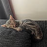 cat, tabby_cat, sleeping, couch, furniture, indoor, pet, cozy, resting, fur, whiskers, ears, tail, relaxation, home, domestic_animal, animal, cute, nap, peaceful