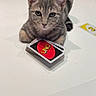cat, tabby, kitten, uno_cards, table, card_game, pet, animal, indoor, white_table, playing_cards, relaxed, cute, young_cat, feline, person_hand, smartphone, background, gray_fur, curious