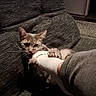 cat, sock, foot, couch, indoor, playful, pet, animal, gray_cat, textured_fabric, paw, claw, grip, relaxation, cozy, living_room, casual, human, interaction, domestic