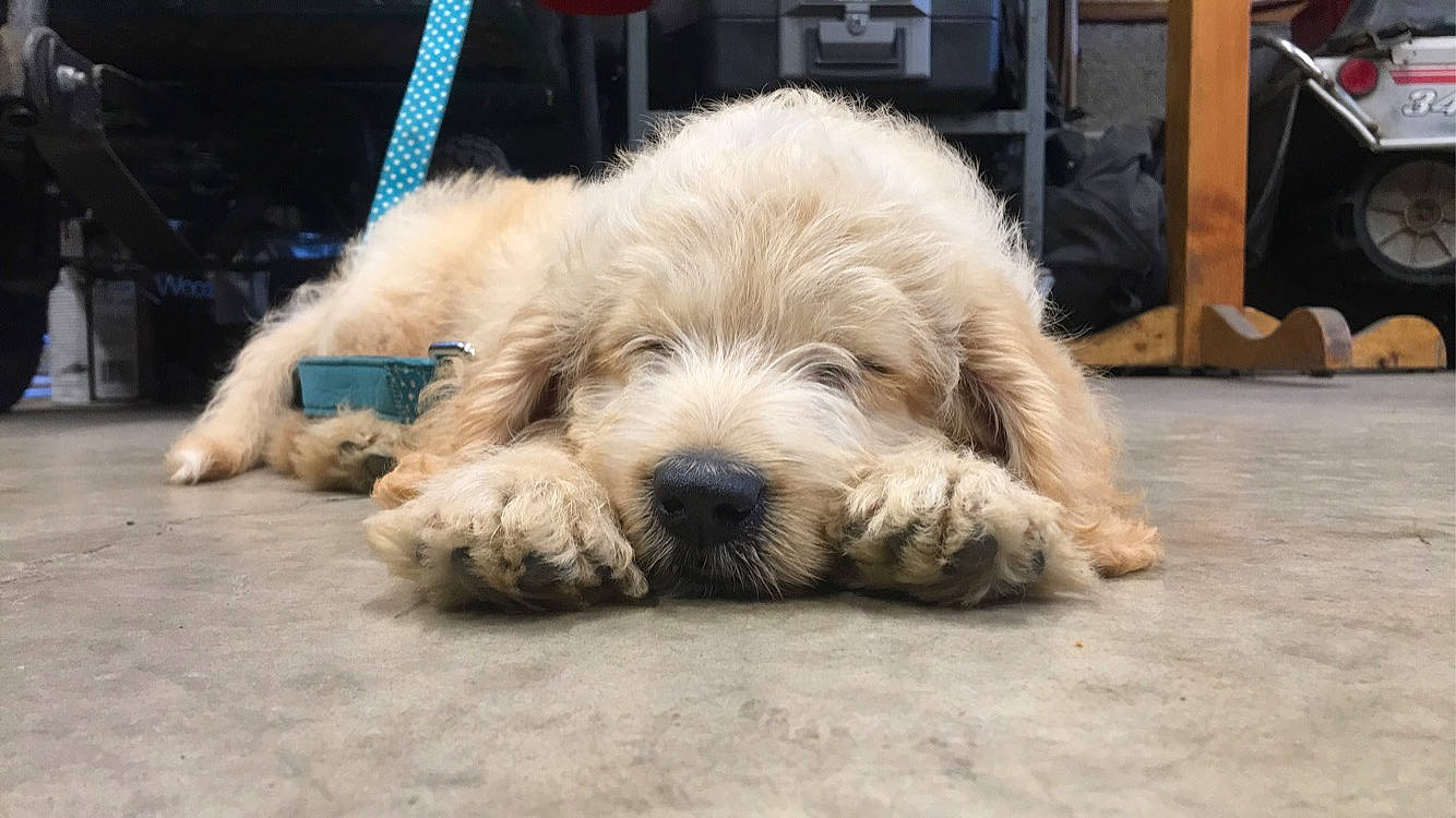 Teddy Bear joined the competition — help win amazing prizes! briquet_griffon_vendeen, canidae, carnivore, catalan_sheepdog, companion_dog, dog, dog_breed, goldendoodle, grand_basset_griffon_vendeen, irish_soft_coated_wheaten_terrier, mammal, otterhound, petit_basset_griffon_vendeen, romanian_mioritic_shepherd_dog, sapsali, spinone_italiano, sporting_group, terrier, tibetan_terrier, vertebrate