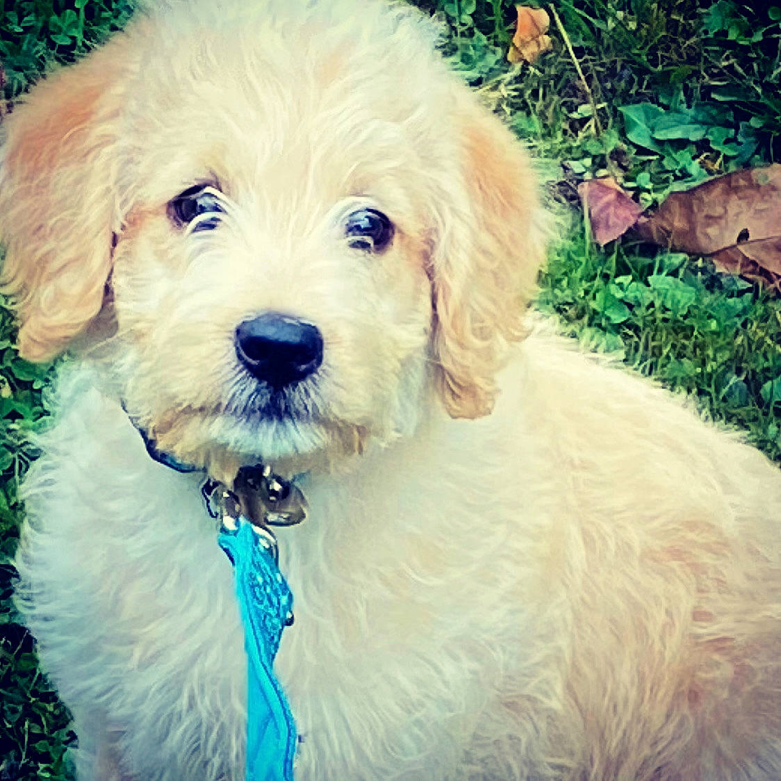 Teddy Bear is registered to the contest to win money with this photo: briquet_griffon_vendeen, canidae, carnivore, cavachon, cavapoo, cockapoo, companion_dog, dog, dog_breed, goldendoodle, labradoodle, maltepoo, mammal, poodle_crossbreed, puppy, puppy_love, rare_breed_dog, schnoodle, sporting_group, vertebrate