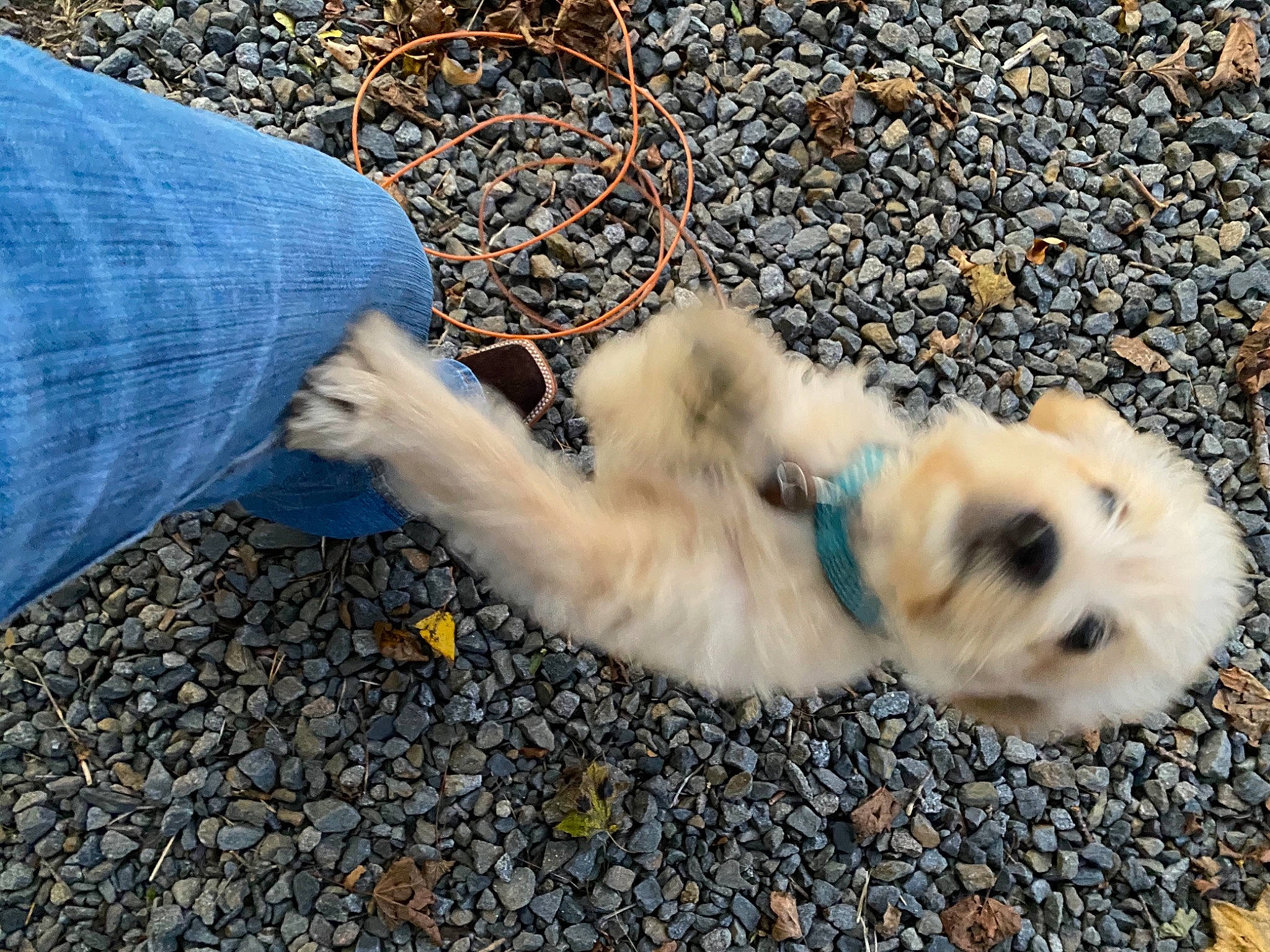 Teddy Bear is registered to the contest to win money with this photo: bichon, canidae, carnivore, cavachon, companion_dog, dog, dog_breed, fawn, havanese, lhasa_apso, maltese, morkie, non_sporting_group, paw, pomeranian, puppy, shih_tzu, sporting_group, tail, toy_dog