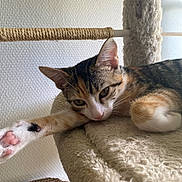 Naïa participe au concours pour gagner de l'argent avec cette photo : cat, tabby, pet, animal, indoor, relaxed, stretching, paw, fur, whiskers, ears, face, cat_tree, scratching_post, cozy, texture, home, resting, cute, feline