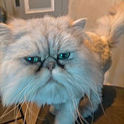 Stan participe au concours pour gagner de l'argent avec cette photo : animal, background, blur, cat, close_up, cozy, cute, domestic, door, expression, face, fluffy, furniture, green_eyes, indoor, pet, soft, table, tail, whiskers