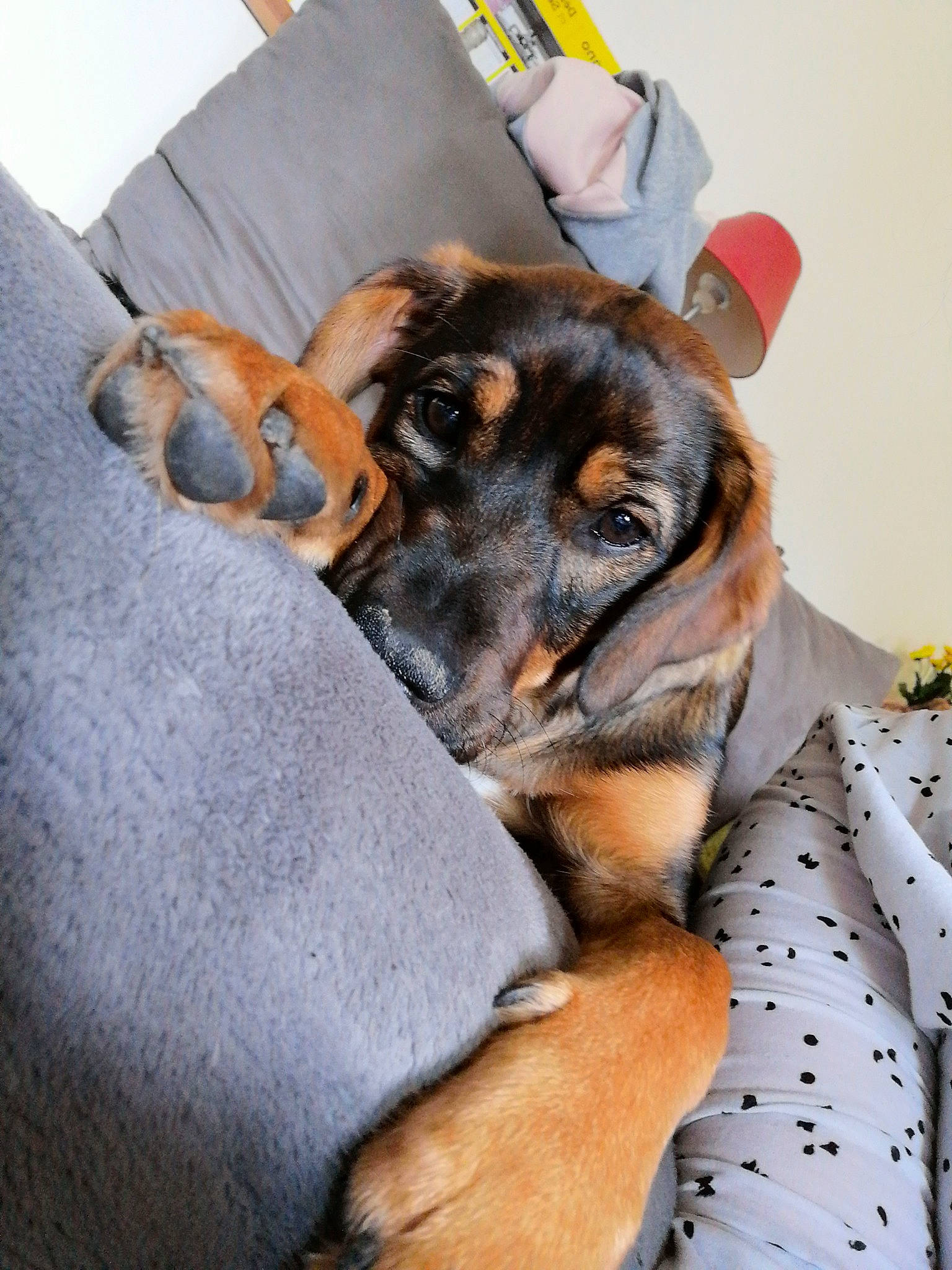 Osca a rejoint le concours — aidez-le/la à gagner de superbes lots ! beauceron, canidae, carnivore, companion_dog, dog, dog_breed, ear, fawn, paw, puppy, puppy_love, snout, sporting_group