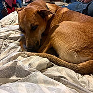 Woody is registered to the contest to win money with this photo: animal, bed, blanket, brown_dog, canine, casual, clothes, comfort, cozy, curled_up, dog, domestic, fur, hand, indoor, pet, relaxation, resting, room, sleepy
