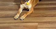 Woody is registered to the contest to win money with this photo: alert, animal, brown_dog, canine, collar, dog, domestic_animal, ears_up, floor, flooring, household, indoor, looking, medium_sized_dog, pet, pet_tag, relaxed, resting, storage_drawer, wooden_floor