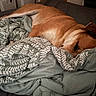 Woody is registered to the contest to win money with this photo: animal, bed, blanket, brown_dog, canine, comfort, cozy, dog, domestic_animal, furniture, household, indoor, pattern, pet, quiet, relaxation, resting, room, sleeping, textile