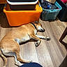 Woody is registered to the contest to win money with this photo: black_bin, blue_bin, brown_dog, cardboard_box, clutter, collar, container, dog, domestic, floor, household, indoor, orange_bin, pet, plastic_bins, relaxation, resting, sleeping, storage, wooden_floor