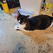Precious is registered to the contest to win money with this photo: cat, black_and_white, floor, container, canister, plastic_box, indoor, pet, animal, curious, clutter, household_items, relaxed, lying_down, feline, whiskers, ears, eyes, tail, concrete_floor
