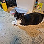 animal, black_and_white, canister, cat, clutter, concrete_floor, container, curious, ears, eyes, feline, floor, household_items, indoor, lying_down, pet, plastic_box, relaxed, tail, whiskers