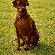 Zeppelin joined the competition — help win amazing prizes! dog, brown, sitting, outdoor, grass, pet, animal, collar, canine, nature, sunlight, focused, alert, mammal, portrait, fur, four_legs, ears, snout, paw