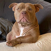 Naia participe au concours pour gagner de l'argent avec cette photo : dog, pitbull, pet, indoor, couch, pillow, relaxed, brown, white, fur, animal, companion, domestic, portrait, canine, resting, home, ears, snout, paw