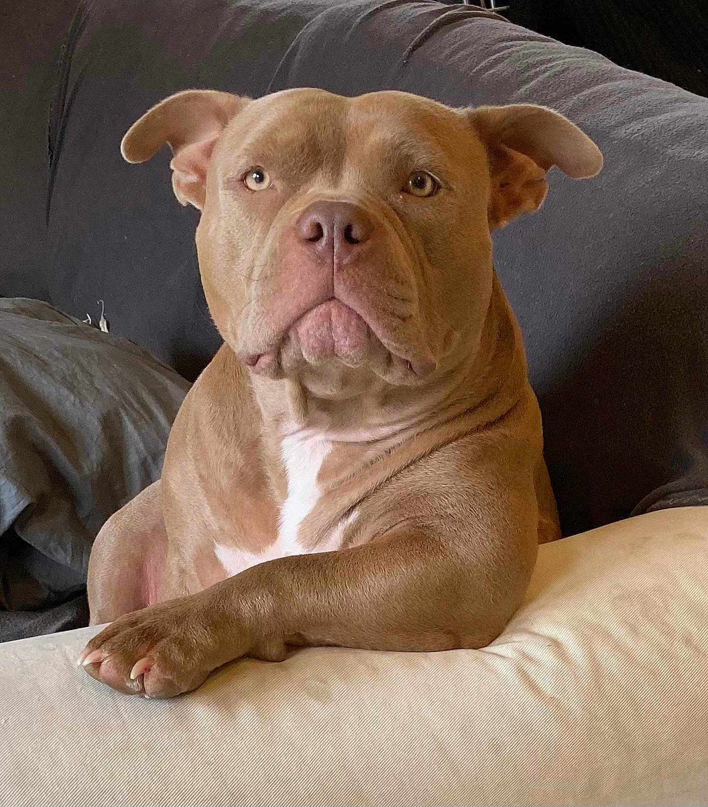 Naia participe au concours pour gagner de l'argent avec cette photo : dog, pitbull, pet, indoor, couch, pillow, relaxed, brown, white, fur, animal, companion, domestic, portrait, canine, resting, home, ears, snout, paw