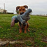 animal_portrait, brown_dog, chewing, dog, fence, fetch, field, funny, grass, house, outdoor, overcast_sky, pet, photography, playing, plush_toy, puppy, rural, standing, stuffed_animal