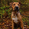 animal, autumn, brown_dog, canine, collar, dog, fall_leaves, fallen_leaves, floppy_ears, forest, front_facing, leash, nature, outdoors, pet, portrait, short_hair, sitting, white_chest, woodland