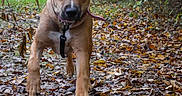 Zeus a rejoint le concours — aidez-le/la à gagner de superbes lots ! animal, autumn, brown_dog, collar, companion, dog, fallen_leaves, forest, leash, leaves, nature, outdoors, path, person, pet, portrait, standing, trees, walking, woodland