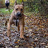 animal, autumn, brown_dog, collar, companion, dog, fallen_leaves, forest, leash, leaves, nature, outdoors, path, person, pet, portrait, standing, trees, walking, woodland