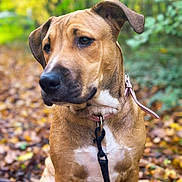 Zeus participe au concours pour gagner de l'argent avec cette photo : animal, autumn, black_nose, brown_eyes, canine, close_up, collar, dog, fallen_leaves, floppy_ears, forest, leash, nature, outdoor, pet, portrait, sitting, tan_fur, white_chest, woodland