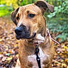 animal, autumn, black_nose, brown_eyes, canine, close_up, collar, dog, fallen_leaves, floppy_ears, forest, leash, nature, outdoor, pet, portrait, sitting, tan_fur, white_chest, woodland