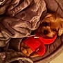 dog, blanket, pet_bed, red_hoodie, cozy, indoor, sleepy, small_dog, fur, cute, resting, snuggled, brown_fur, soft_texture, warm_lighting, animal, companion, relaxed, domestic_pet, bed