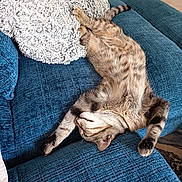 Tagada a rejoint le concours — aidez-le/la à gagner de superbes lots ! blue_couch, cat, comfortable, couch, cozy, feline, fluffy_pillow, fur, home, indoor, paw, pet, pillow, relaxed, resting, sleeping, striped, tabby, upside_down, whiskers