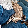 blue_couch, cat, comfortable, couch, cozy, feline, fluffy_pillow, fur, home, indoor, paw, pet, pillow, relaxed, resting, sleeping, striped, tabby, upside_down, whiskers