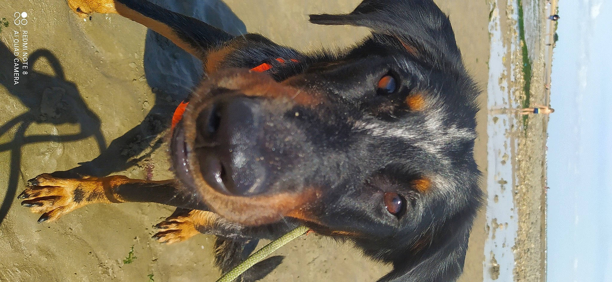 Freyja participe au concours pour gagner de l'argent avec cette photo : art, canidae, carnivore, companion_dog, dog, dog_breed, fur, guard_dog, hunting_dog, montenegrin_mountain_hound, snout, sporting_group, tail, working_animal, working_dog