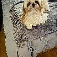 Girlie is registered to the contest to win money with this photo: dog, pet, bed, blanket, gray_blanket, hair_tie, fur, cute, indoor, wooden_floor, fluffy, small_dog, lying_down, cozy, resting, canine, bedroom, soft_texture, domestic_animal, adorable