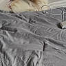 Girlie is registered to the contest to win money with this photo: dog, pet, bed, blanket, fur, long_hair, pink_hair_tie, cushion, domestic_animal, indoor, resting, cute, small_dog, shih_tzu, mammal, animal, sleeping_area, gray, cozy, relaxed
