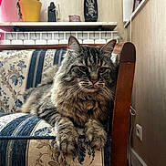 Gaspar participe au concours pour gagner de l'argent avec cette photo : animal, armchair, cat, cozy, decor, face, feline, floral, fluffy, furniture, indoor, pattern, paw, pet, plant, pot, resting, tabby, whiskers, wood