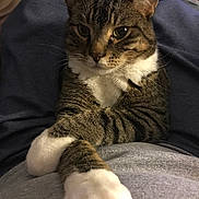 Buddy joined the competition — help win amazing prizes! cat, tabby_cat, paws, white_paws, lap, human_leg, shirt, fabric, whiskers, ears, eyes, fur, portrait, pet, domestic_animal, indoor, cozy, relaxed, front_legs, sitting