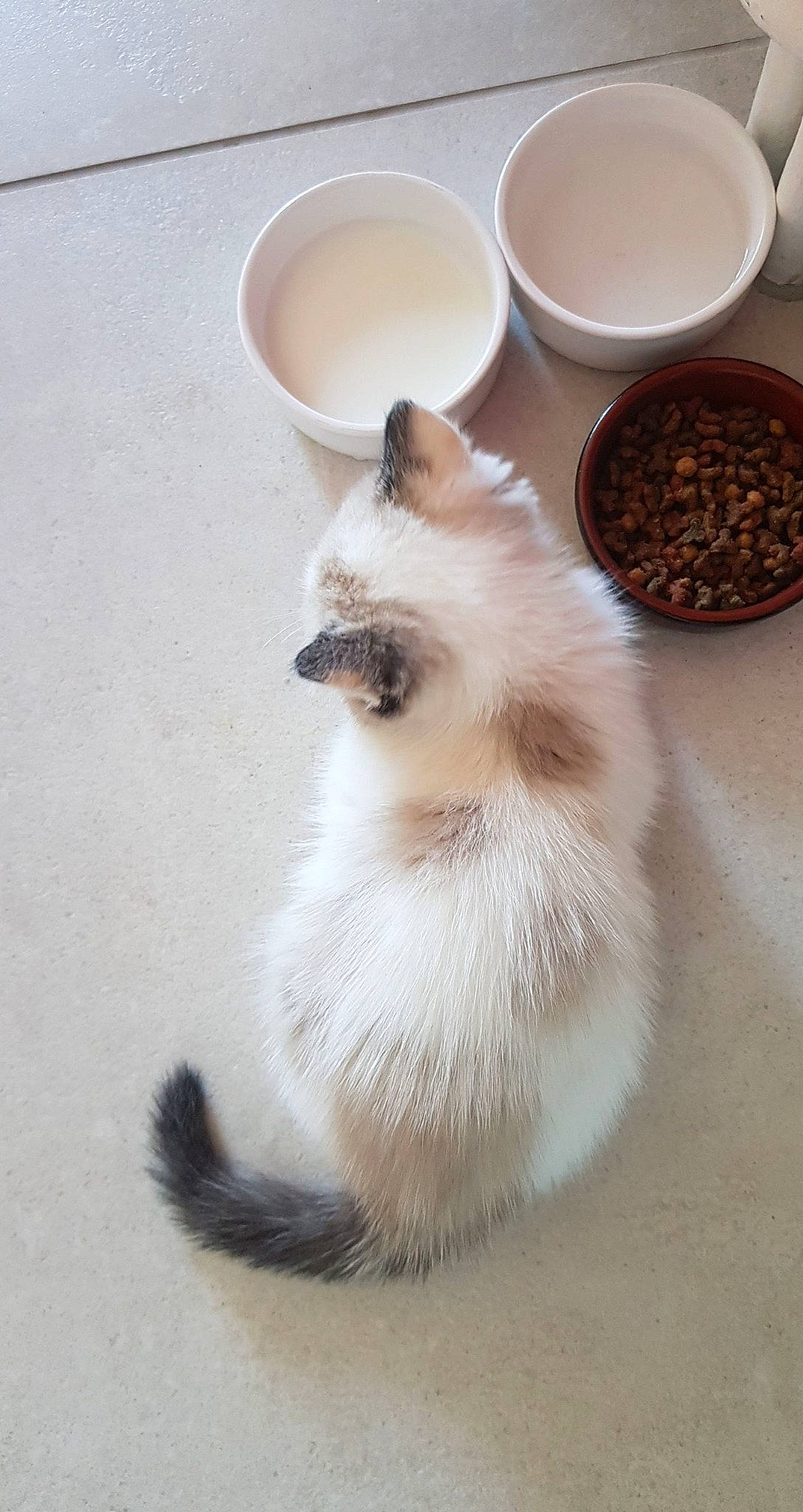 Stella a rejoint le concours — aidez-le/la à gagner de superbes lots ! balinese, bowl, carnivore, cat, cup, dishware, drink, drinkware, fawn, felidae, flooring, fur, ingredient, serveware, siamese, small_to_medium_sized_cats, tableware, tail, thai, whiskers