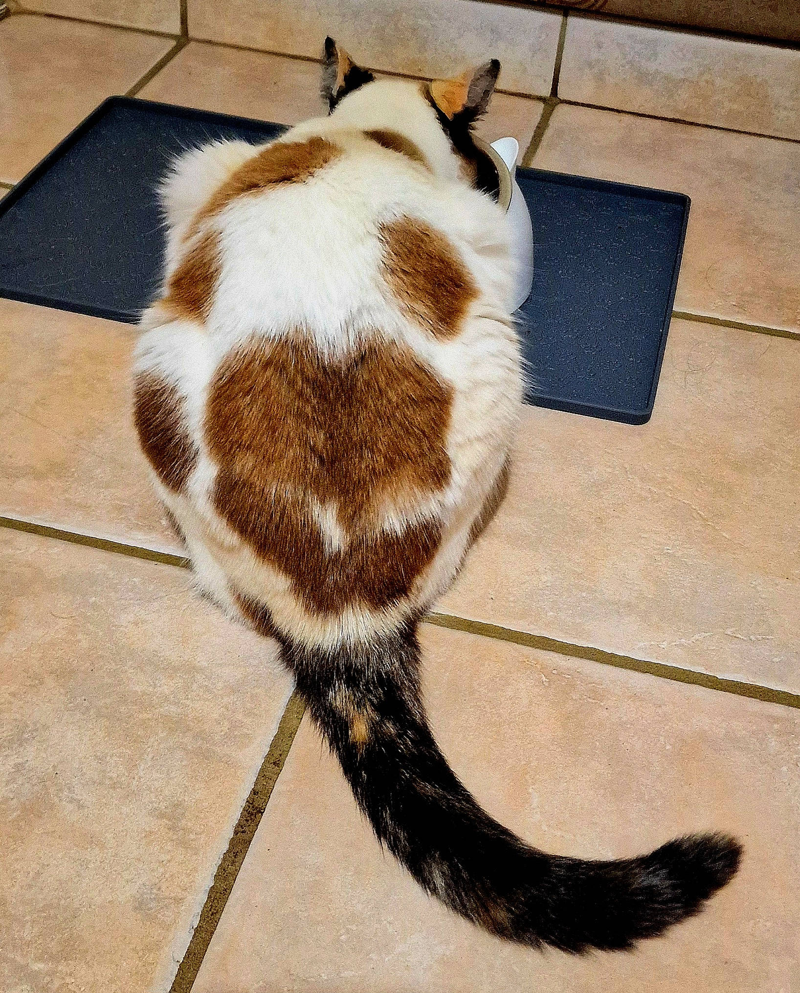 Stella participe au concours pour gagner de l'argent avec cette photo : audio_equipment, carnivore, collar, companion_dog, dog_breed, ear, eyelash, fawn, felidae, flooring, hardwood, liver, pet_supply, small_to_medium_sized_cats, snout, tail, terrestrial_animal, whiskers, wood, working_animal