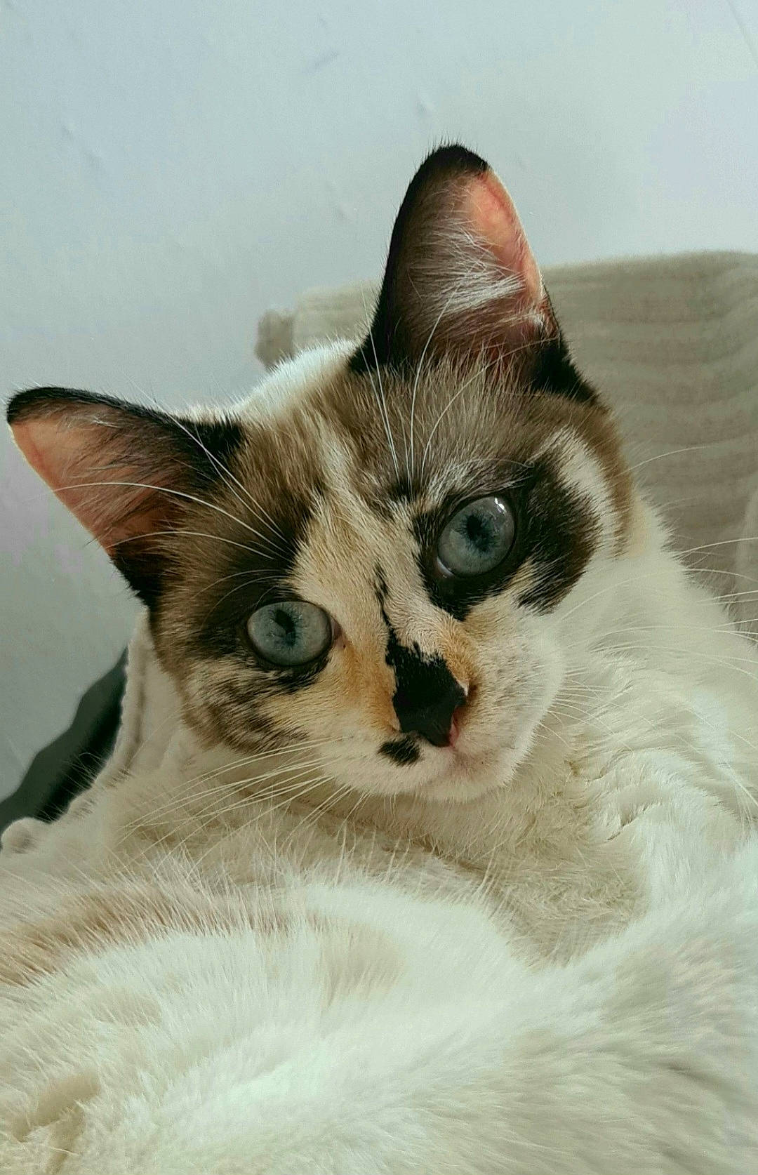 Stella a rejoint le concours — aidez-le/la à gagner de superbes lots ! balinese, carnivore, cat, domestic_short_haired_cat, fawn, felidae, fur, iris, paw, small_to_medium_sized_cats, snout, terrestrial_animal, thai, whiskers