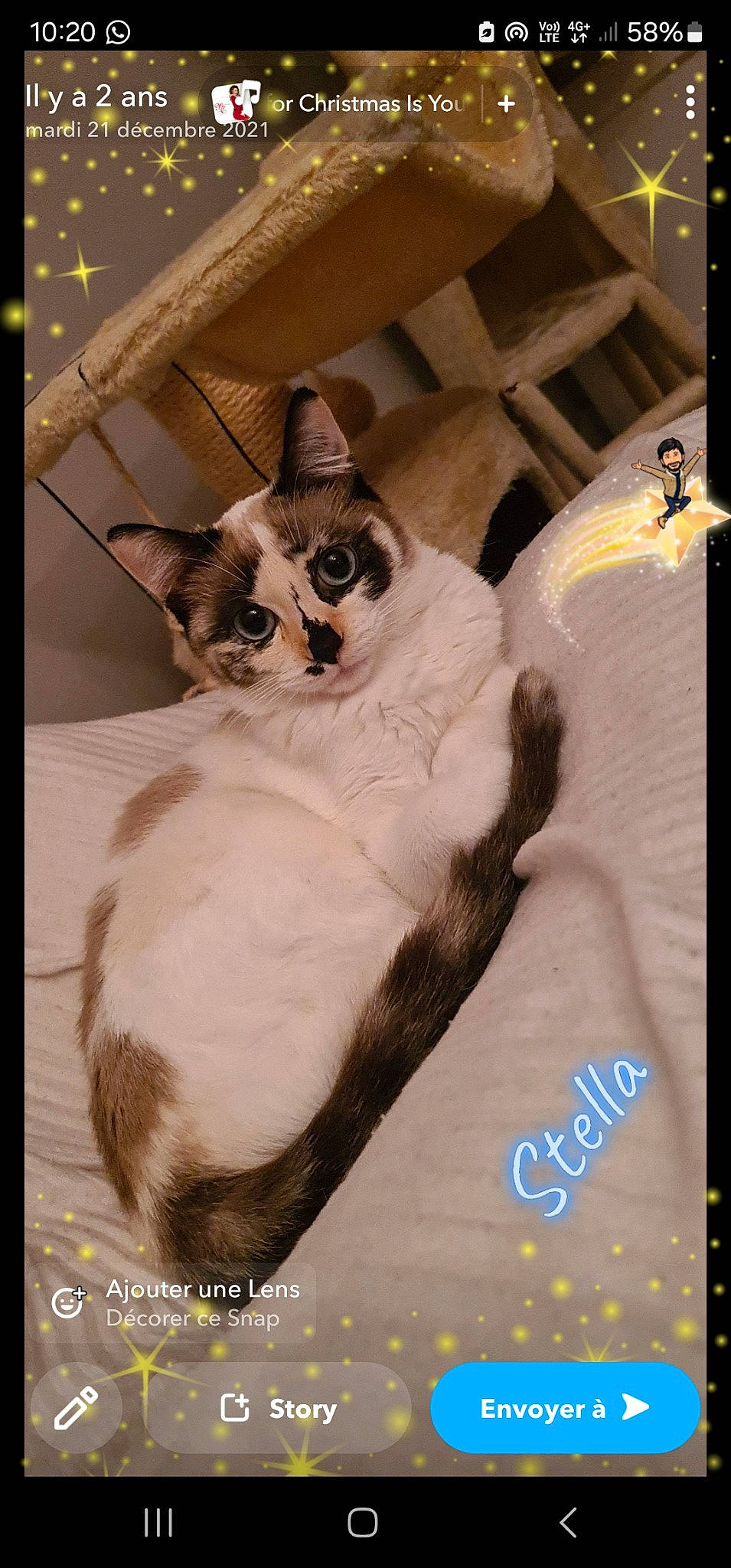 Stella a rejoint le concours — aidez-le/la à gagner de superbes lots ! art, carnivore, cat, domestic_short_haired_cat, felidae, formal_wear, fur, paper_product, paw, pet_supply, photo_caption, rectangle, small_to_medium_sized_cats, tail, thai, whiskers