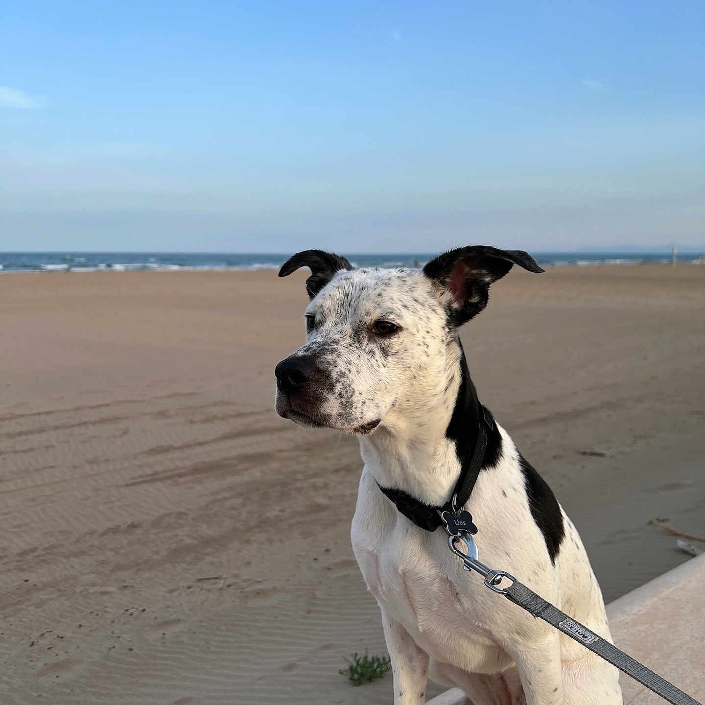 Una participe au concours pour gagner de l'argent avec cette photo : accessories, animal, beach, bulldog, canine, coast, dog, greatdane, horizon, leash, nature, outdoors, pet, pitbull, pointer, sea, shoreline, sky, strap, water